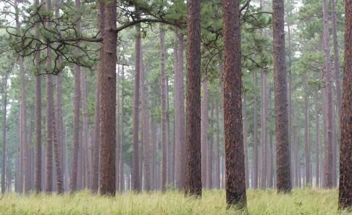 A longleaf pine forest with a floor of light green wispy grasses.