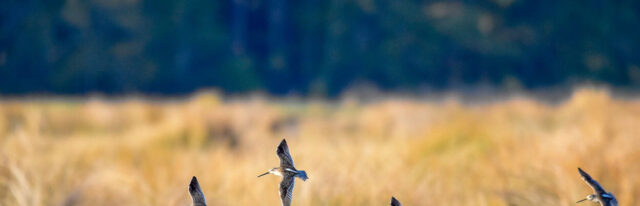 A group of small water birds fly low in front of a grassland marsh with a forest in the background.