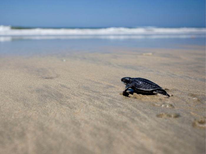 A sea turtle is walking from tan sand into the blue ocean.
