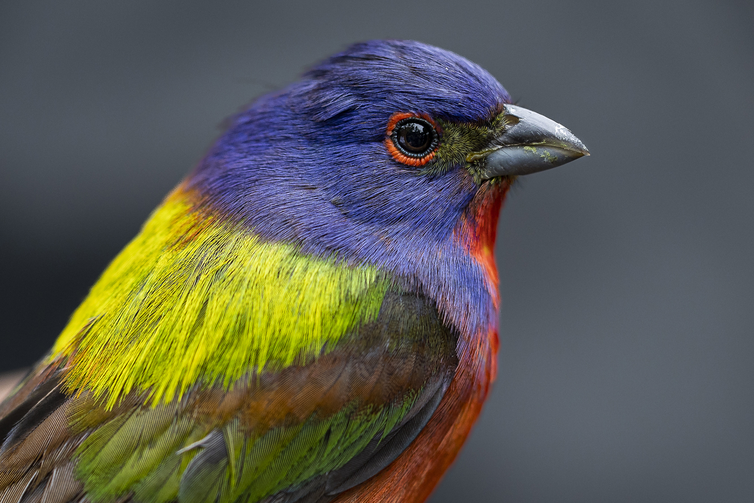 Detail photo of a vividly colored small bird with a bright blue head, red breast, and yellow, green and brown on its back. It has a bright red ring around a black marble-like eye.