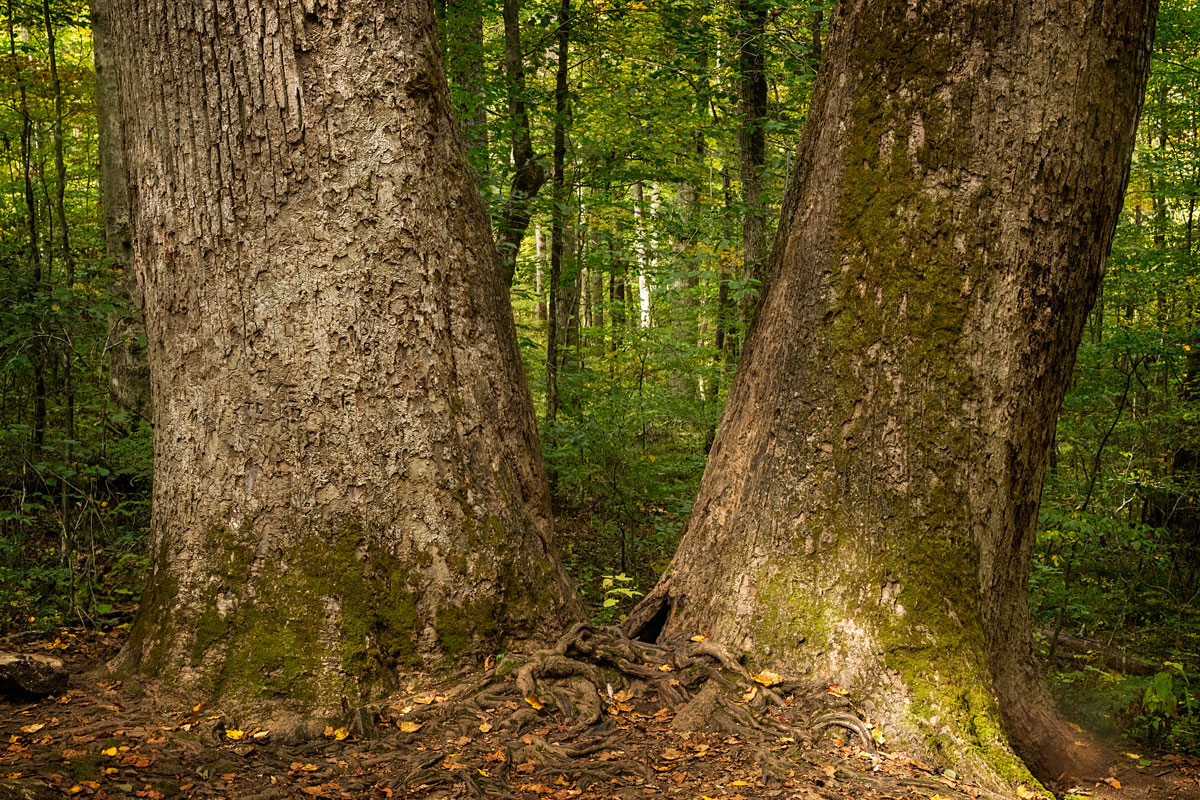 Two massive trunks lean away from each other creating an oversived-V shape.