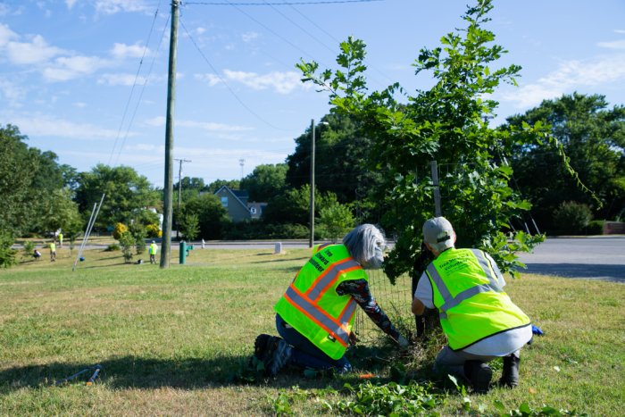 Two gray-haired people in neon vests, one that reads "Tree Steward Volunteer," crouch under a tree to mulch it.