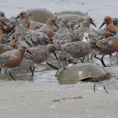 A group of red knots feed among a group of spawning horseshoe crabs along the waterline.