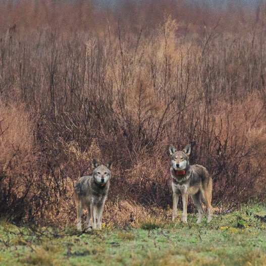 Two red wolves look in the direction of the camera while another enters the brush behind them.