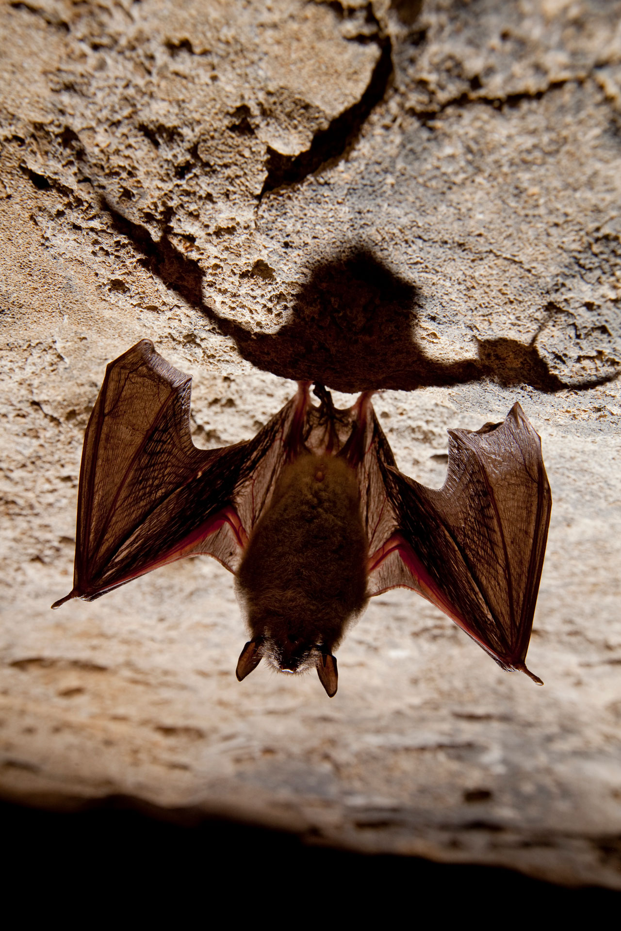 A small bat hands upside down from a rock.