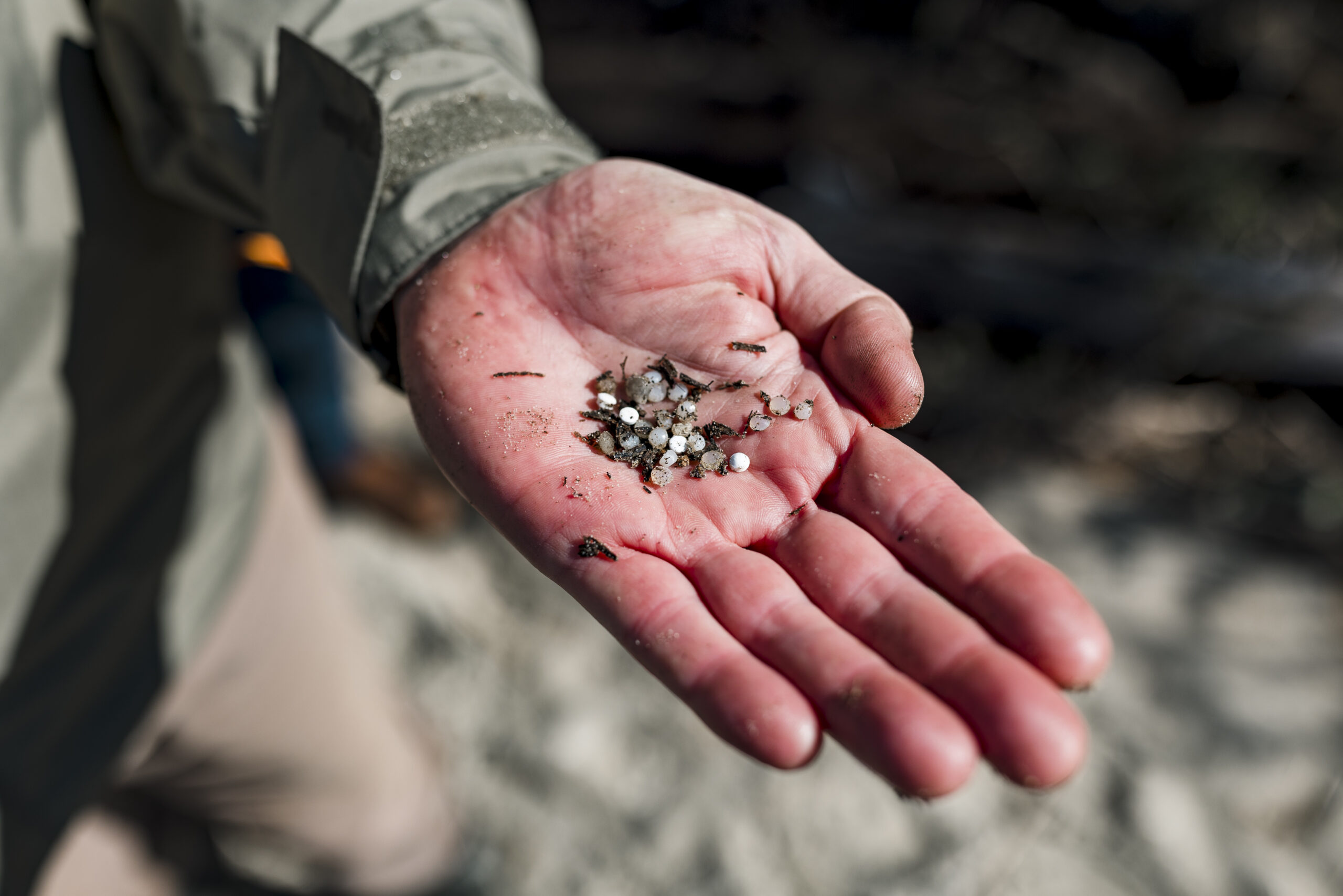 A detail shot a hand holding a small pile of nurdles in with other beach debris