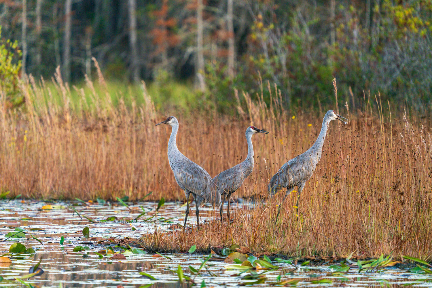 Three sand hill cranes stand on a grassy island