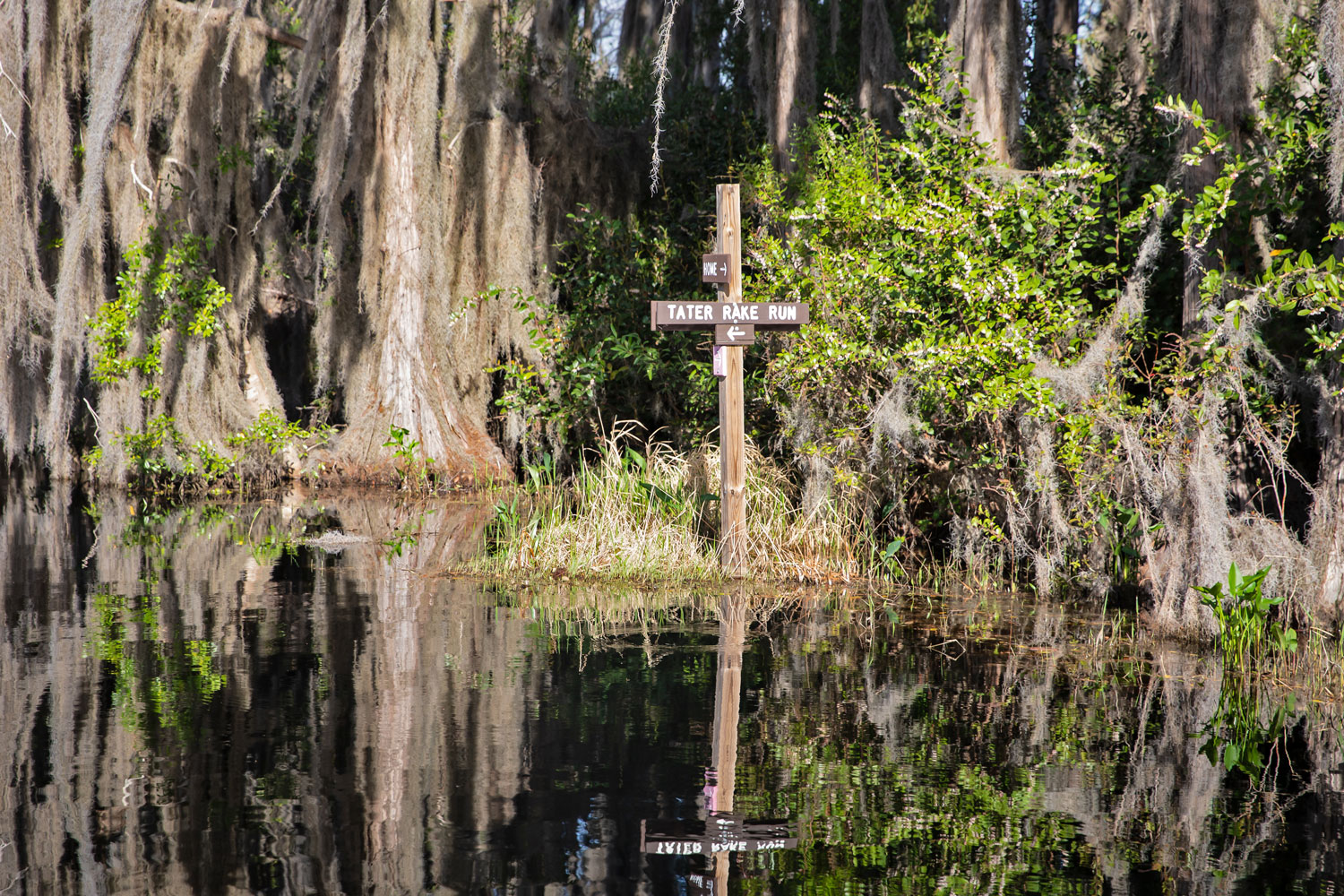 At the edge of a swamp, with Spanish moss hanging down, a trail sign comes up out of the water reading Tater Rake Run.