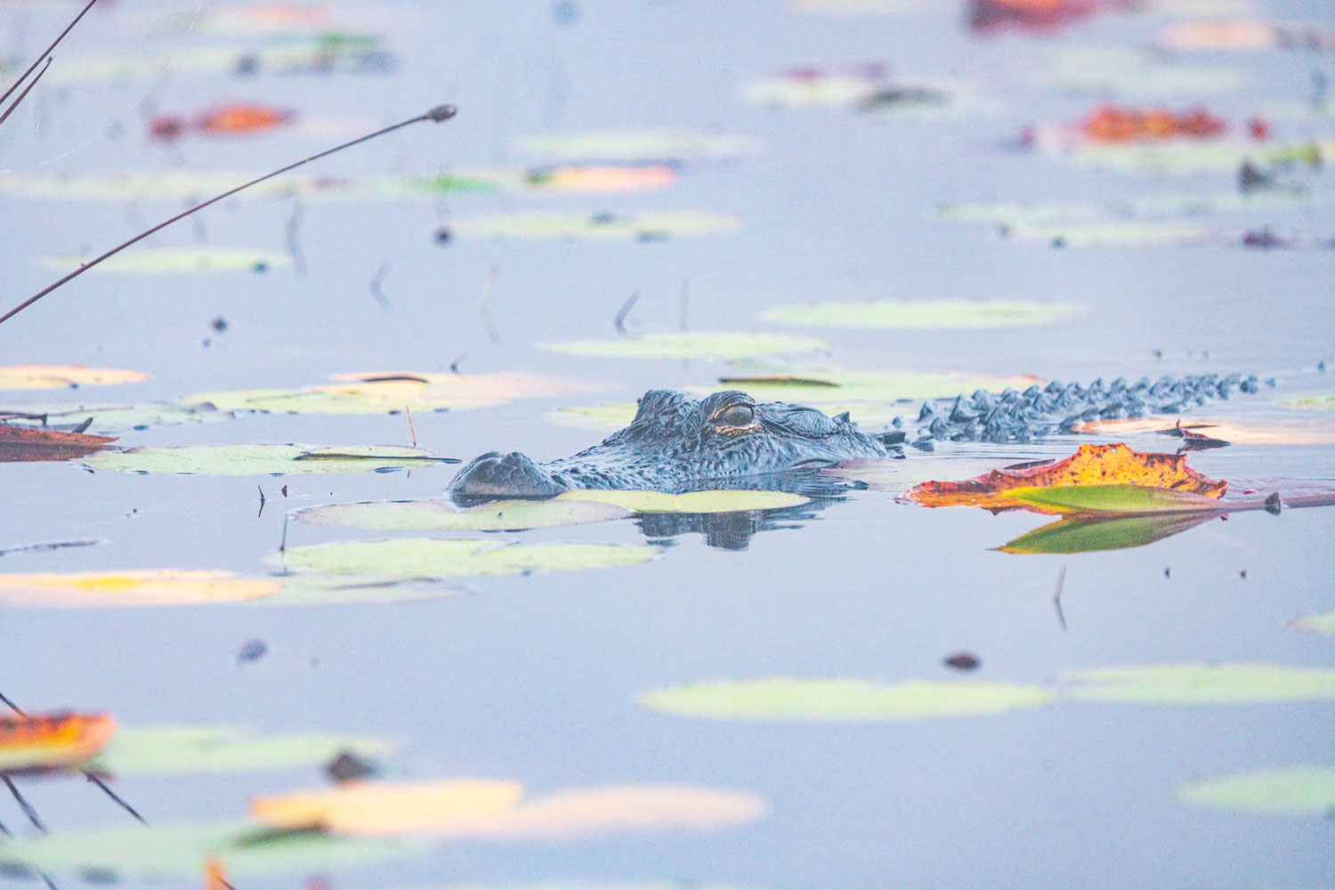 An alligators snout sits on top of the water, surrounded by lily pads