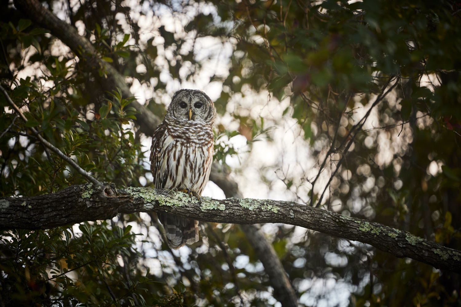 A brown and white owl looks down from a branch in the canopy.
